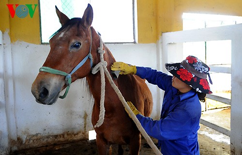 A tour of the biggest horse farm in the north - ảnh 13